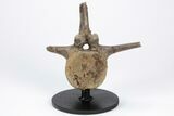 Fossil Pachycephalosaurus Vertebra with Metal Stand - Wyoming #211079-1